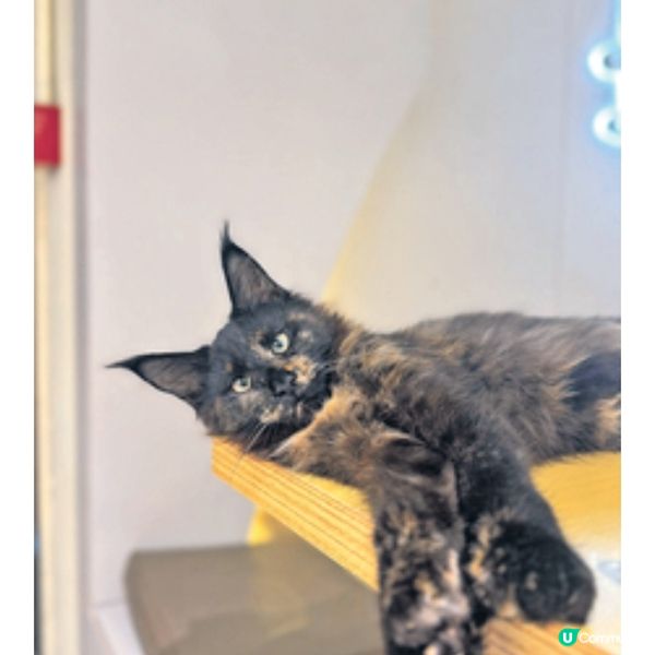 「毛所樹樹」貓Cafe