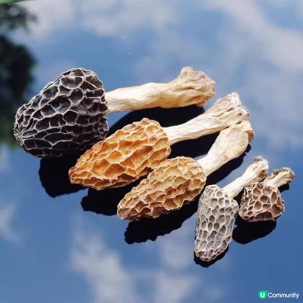 如何選擇野生羊肚菌和栽培羊肚菌以及如何識別野生羊肚菌