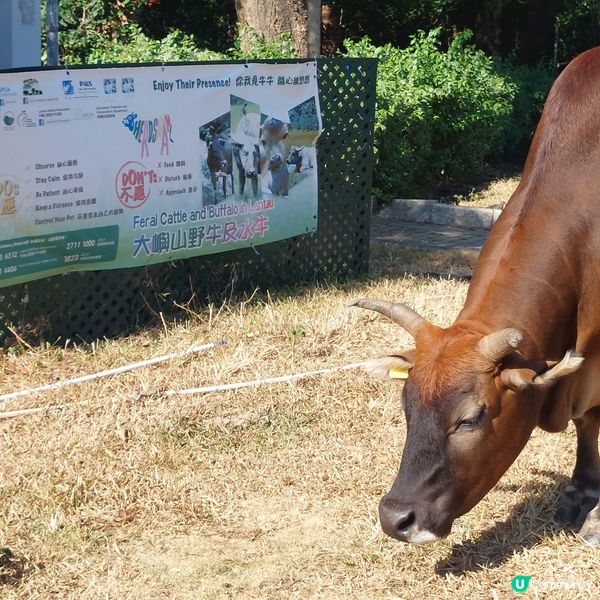 天壇大佛打卡📸 親子郊遊好去處 👪