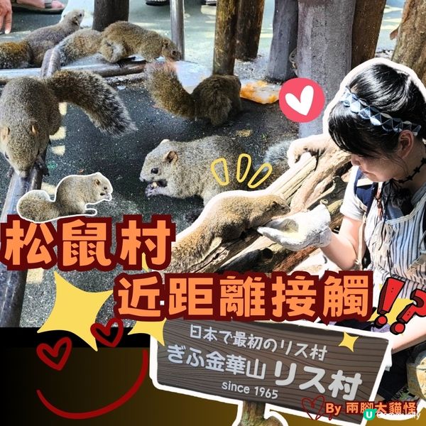 🐿️ 坐纜車登山再入「松鼠村」😍超可愛‼️🤩🤩