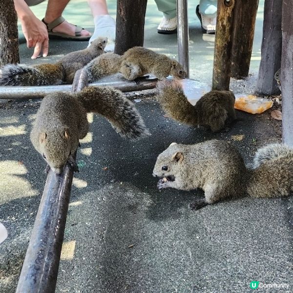 🐿️ 坐纜車登山再入「松鼠村」😍超可愛‼️🤩🤩