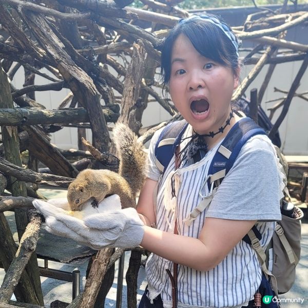 🐿️ 坐纜車登山再入「松鼠村」😍超可愛‼️🤩🤩