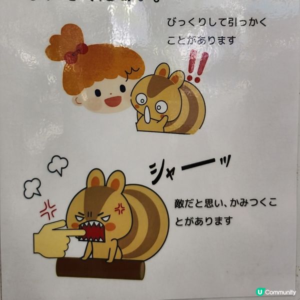 🐿️ 坐纜車登山再入「松鼠村」😍超可愛‼️🤩🤩