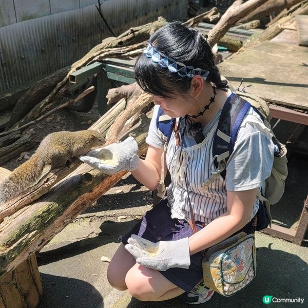 🐿️ 坐纜車登山再入「松鼠村」😍超可愛‼️🤩🤩