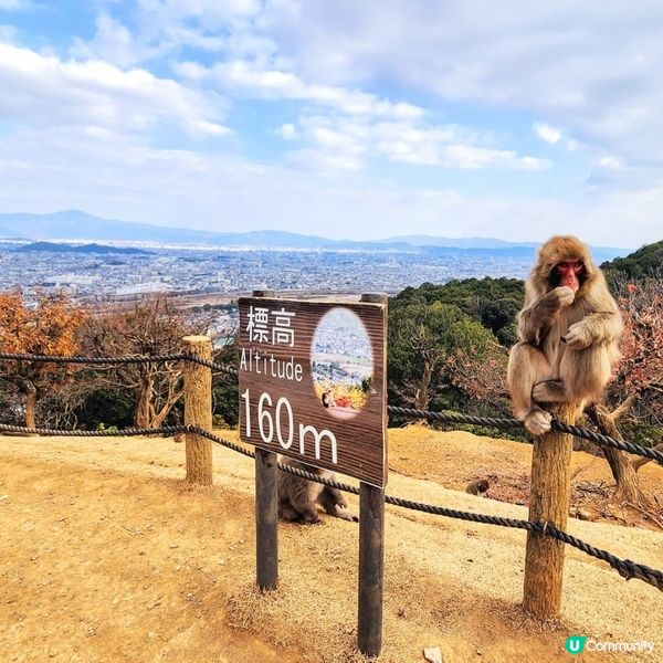 💥京都嵐山新玩法⁉️🤯兩大展望台靚景超美‼️🤩