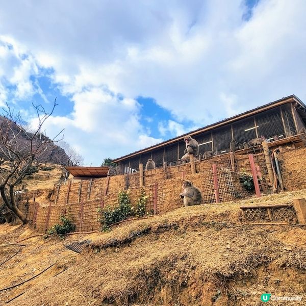 💥京都嵐山新玩法⁉️🤯兩大展望台靚景超美‼️🤩