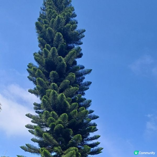 伯公坳 - 凰鳳山 - 昂平