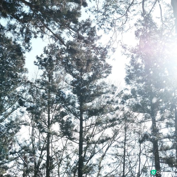 飛驒高山必去景點 - 日枝神社⛩️❄️