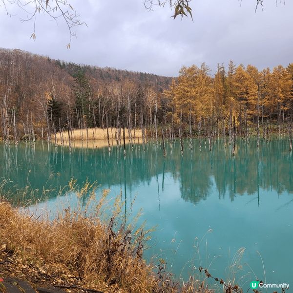 白金青池係2012 apple 入選為開機的電腦桌面。青池池...