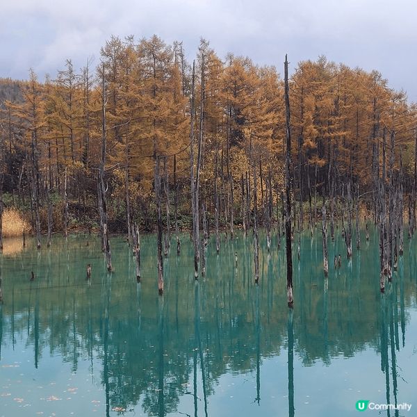 白金青池係2012 apple 入選為開機的電腦桌面。青池池...