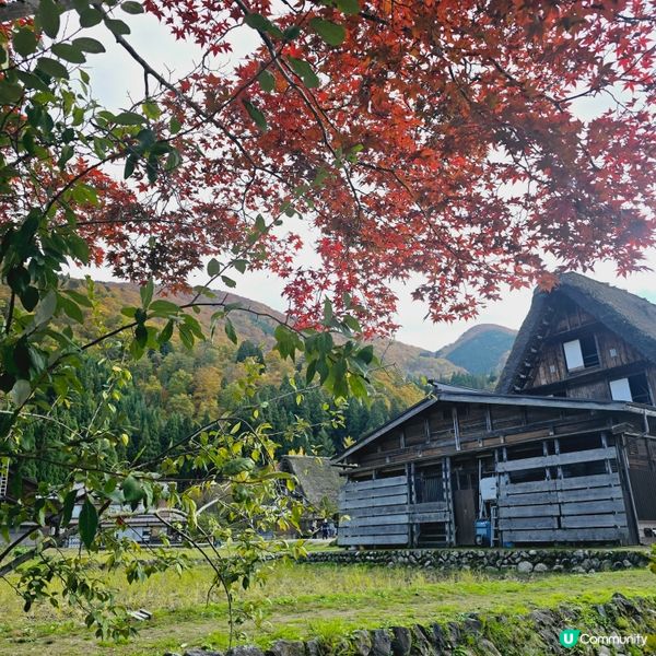 探索紅葉下的白川鄉🛖🛖🛖