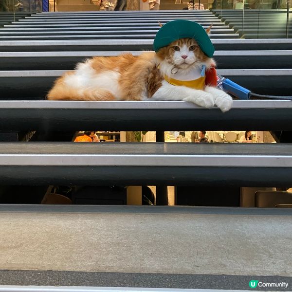 ## 🐶 南豐紗廠打卡王 📸