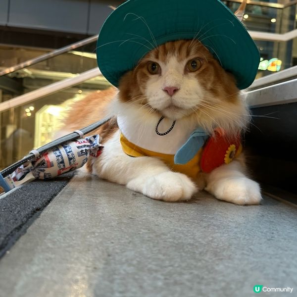 ## 🐶 南豐紗廠打卡王 📸