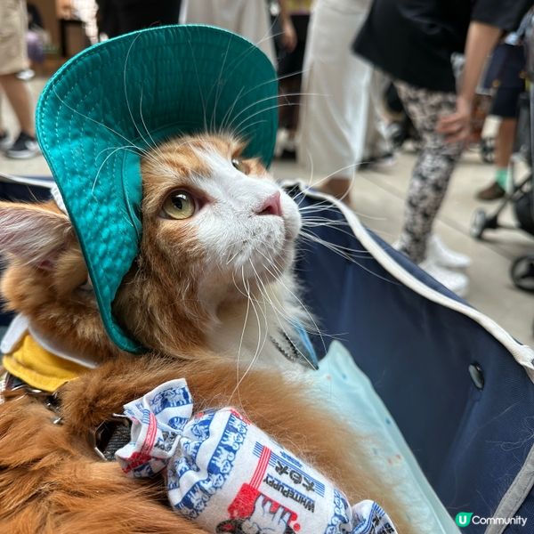 ## 🐶 南豐紗廠打卡王 📸