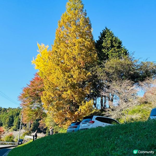 櫻花🌸紅葉🍁齊綻放 — 小原四季櫻