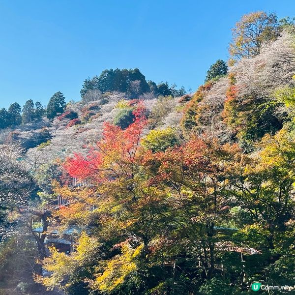 櫻花🌸紅葉🍁齊綻放 — 小原四季櫻