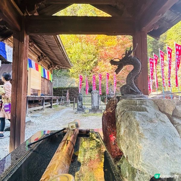 櫻花🌸紅葉🍁齊綻放 — 小原四季櫻