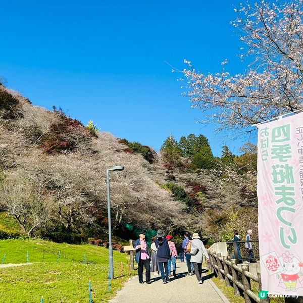 櫻花🌸紅葉🍁齊綻放 — 小原四季櫻