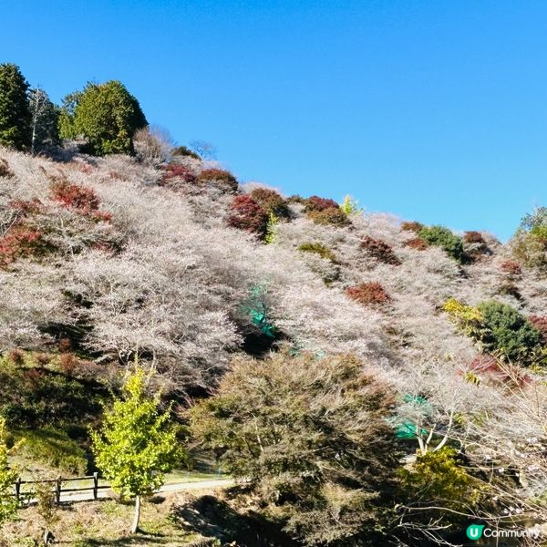 櫻花🌸紅葉🍁齊綻放 — 小原四季櫻
