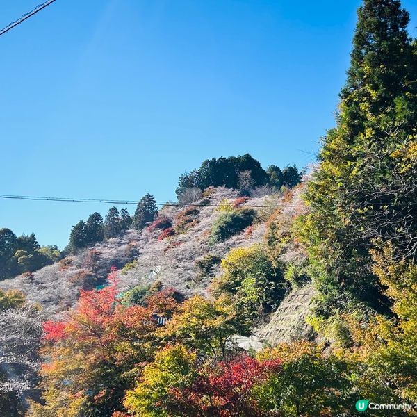 櫻花🌸紅葉🍁齊綻放 — 小原四季櫻