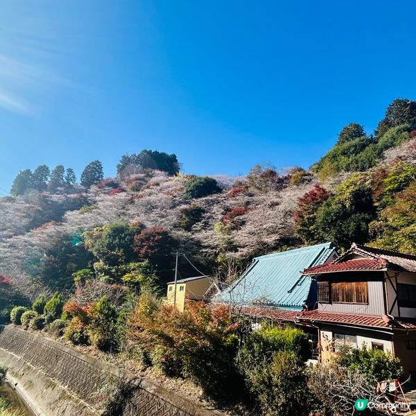 櫻花🌸紅葉🍁齊綻放 — 小原四季櫻