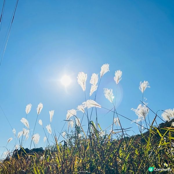 櫻花🌸紅葉🍁齊綻放 — 小原四季櫻