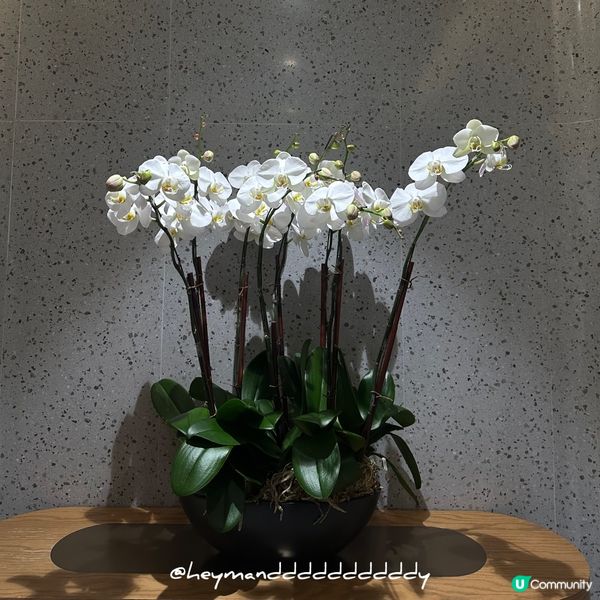 📍海港城 鮨勘🍣無限追加日式料理 生蠔拖羅海膽大滿足🤩🦪🍤🍣