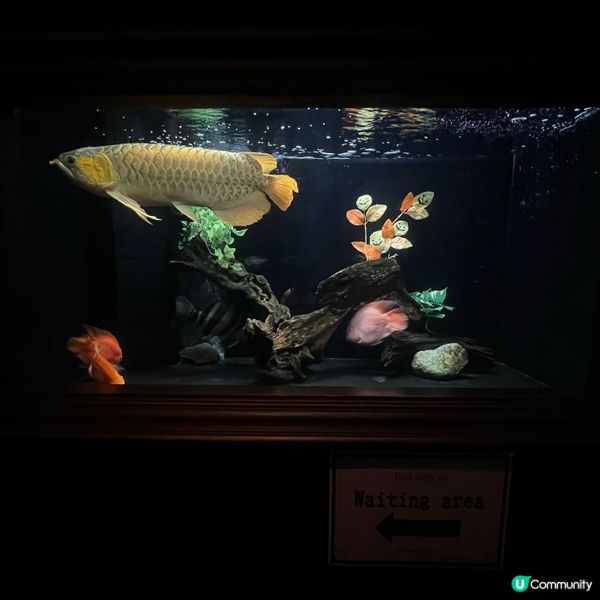 大阪10,000條熱帶魚的水族館主題餐廳