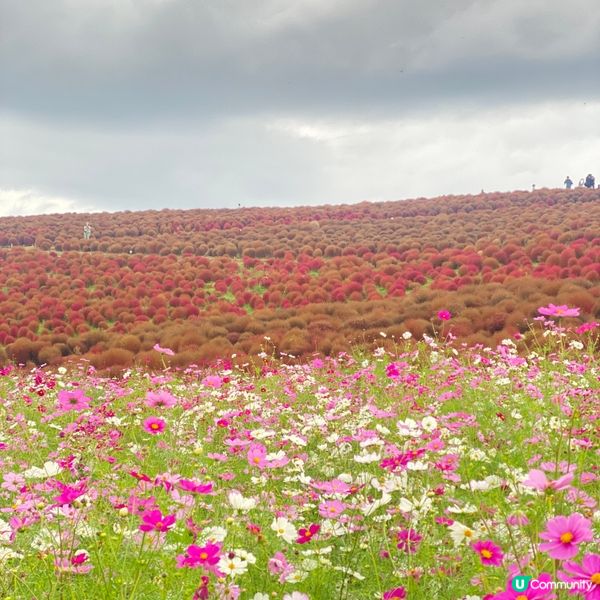 《打卡必去》🇯🇵🎀東京近郊秋季波斯菊花海🌸🌺🌼
