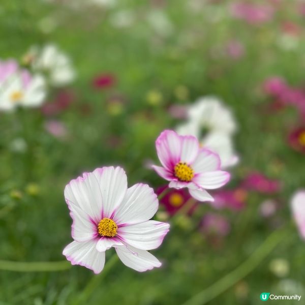 《打卡必去》🇯🇵🎀東京近郊秋季波斯菊花海🌸🌺🌼