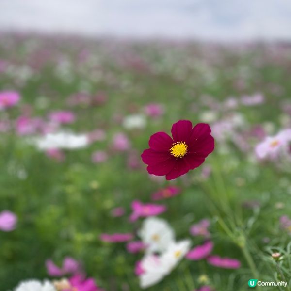《打卡必去》🇯🇵🎀東京近郊秋季波斯菊花海🌸🌺🌼