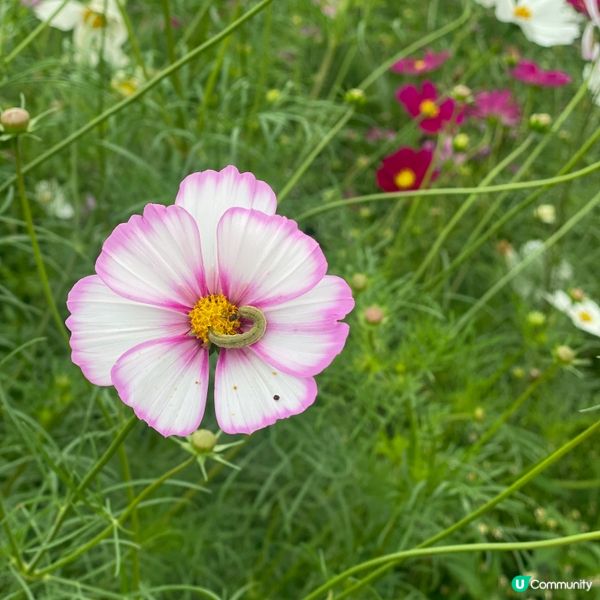 《打卡必去》🇯🇵🎀東京近郊秋季波斯菊花海🌸🌺🌼