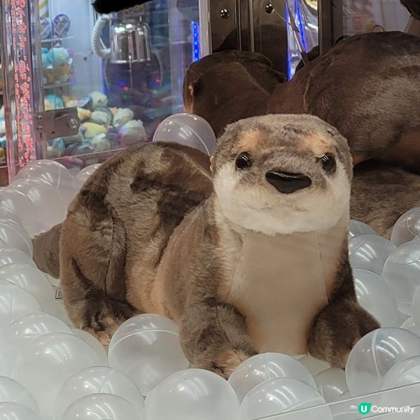 像真度極高嘅海瀨公仔💕