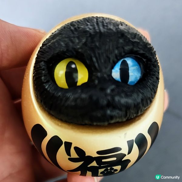 💥達摩貓🐱 可愛到爆‼️🤩