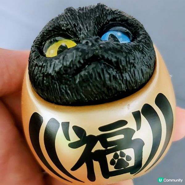 💥達摩貓🐱 可愛到爆‼️🤩