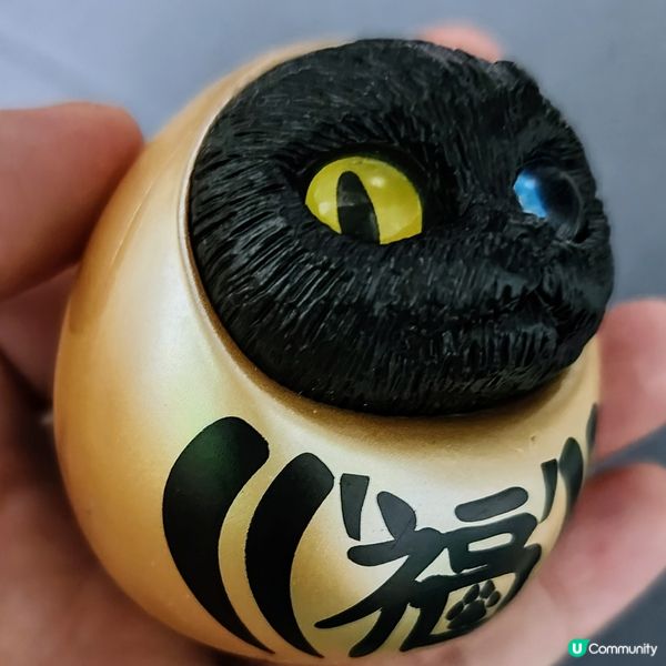 💥達摩貓🐱 可愛到爆‼️🤩