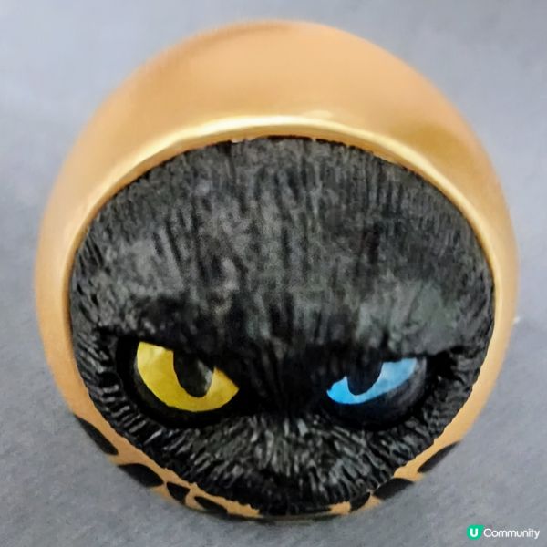 💥達摩貓🐱 可愛到爆‼️🤩