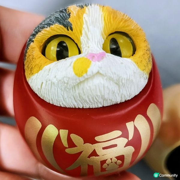 💥達摩貓🐱 可愛到爆‼️🤩