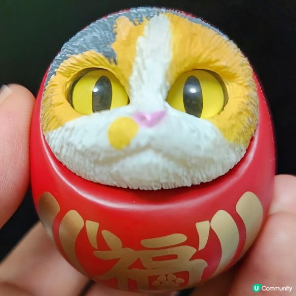 💥達摩貓🐱 可愛到爆‼️🤩