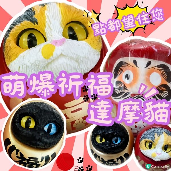 💥達摩貓🐱 可愛到爆‼️🤩