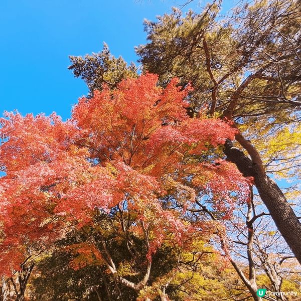 釜山最红既红葉在梵魚寺