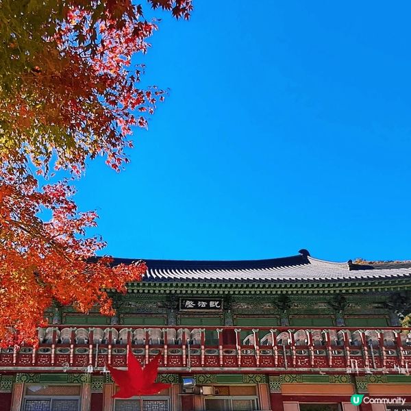 釜山最红既红葉在梵魚寺