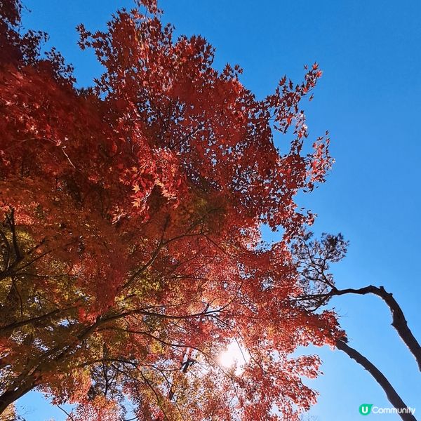 釜山最红既红葉在梵魚寺