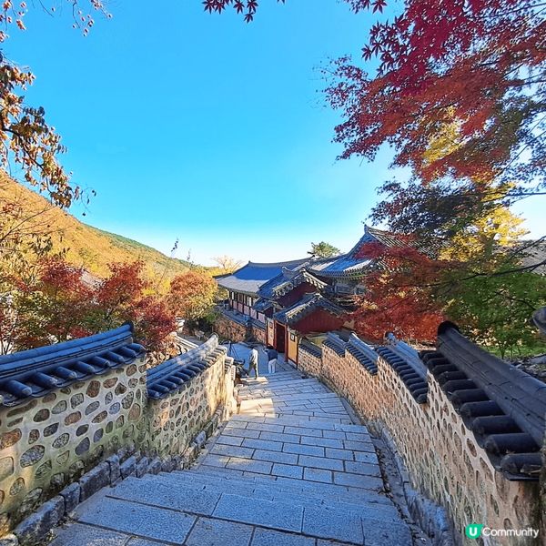 釜山最红既红葉在梵魚寺