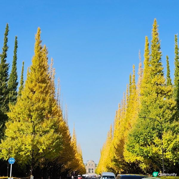 東京明治神宮外苑銀杏