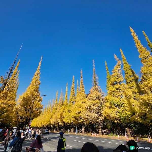 東京明治神宮外苑銀杏