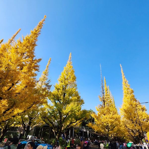 東京明治神宮外苑銀杏