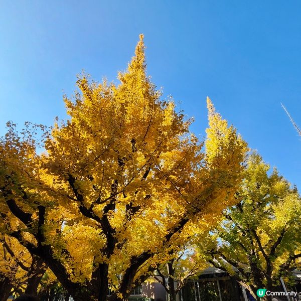東京明治神宮外苑銀杏
