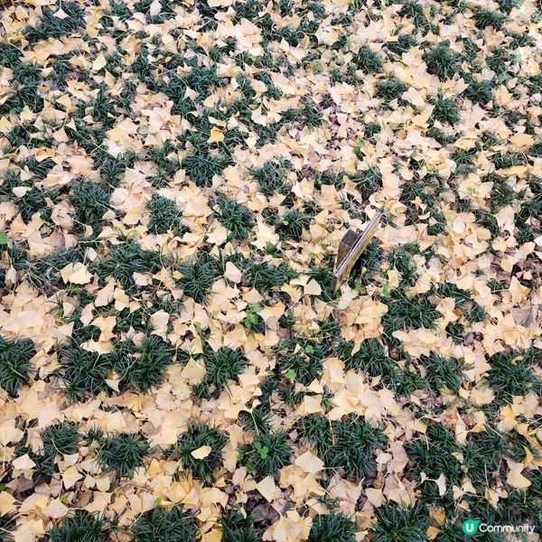 東京明治神宮外苑銀杏