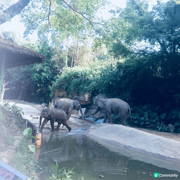 鐘意睇動物嘅老友唔好錯過，大量野生瀕臨絕種動物供欣賞，措施安...